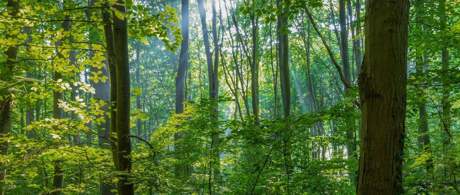 Wald