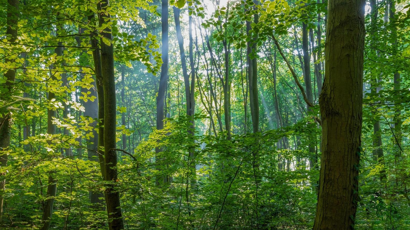 Wald
