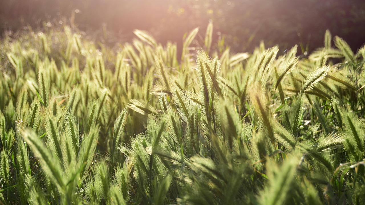 Getreidefeld im Sonnenschein