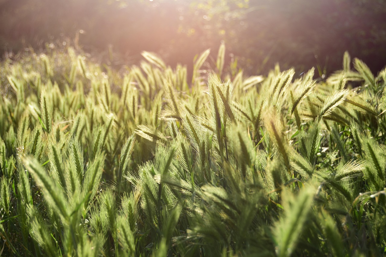 Getreidefeld im Sonnenschein