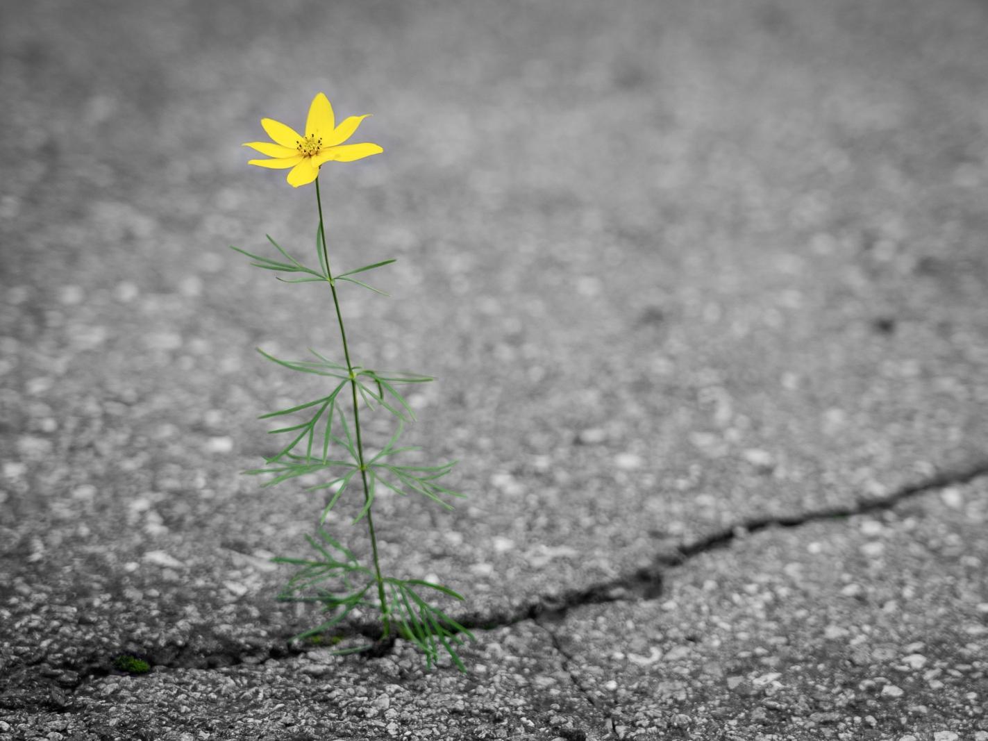 Gelbe Blume die aus Riss im Asphalt wächst