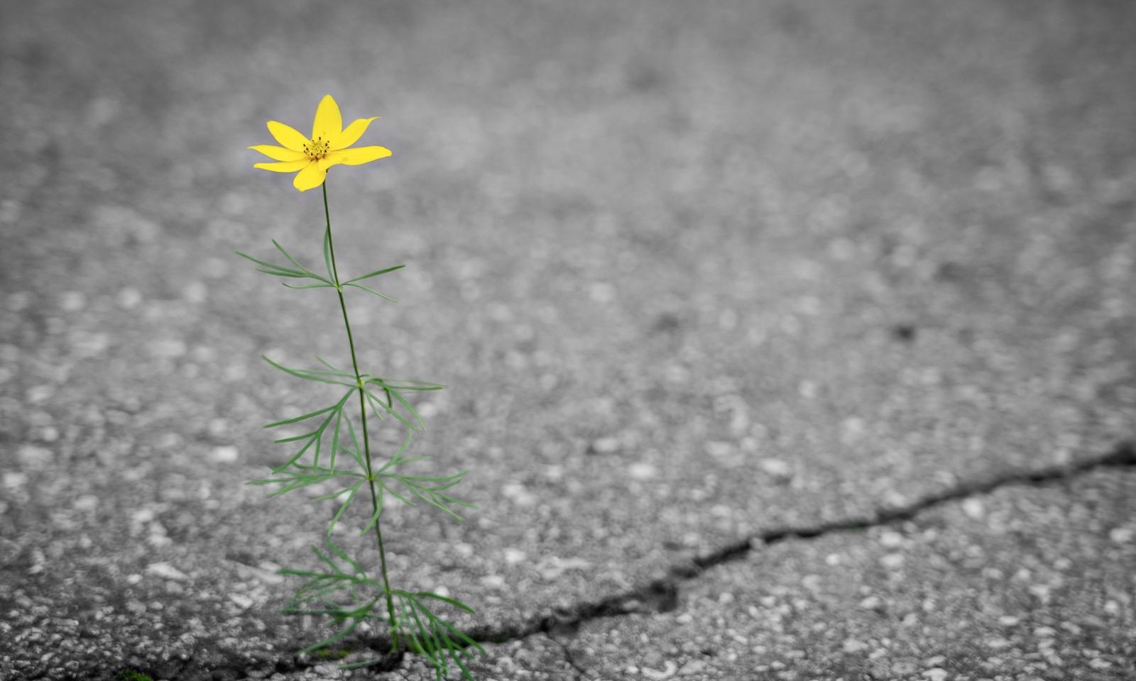 Gelbe Blume die aus Riss im Asphalt wächst