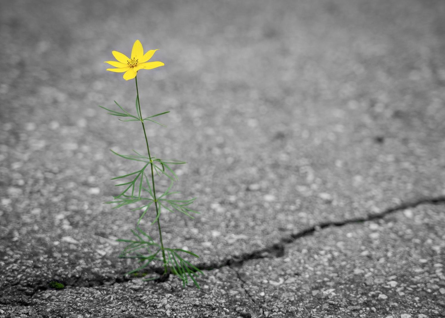 Gelbe Blume die aus Riss im Asphalt wächst