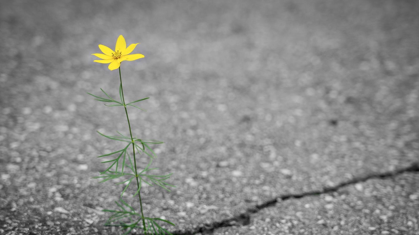 Gelbe Blume die aus Riss im Asphalt wächst