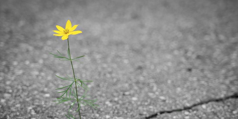 Gelbe Blume die aus Riss im Asphalt wächst