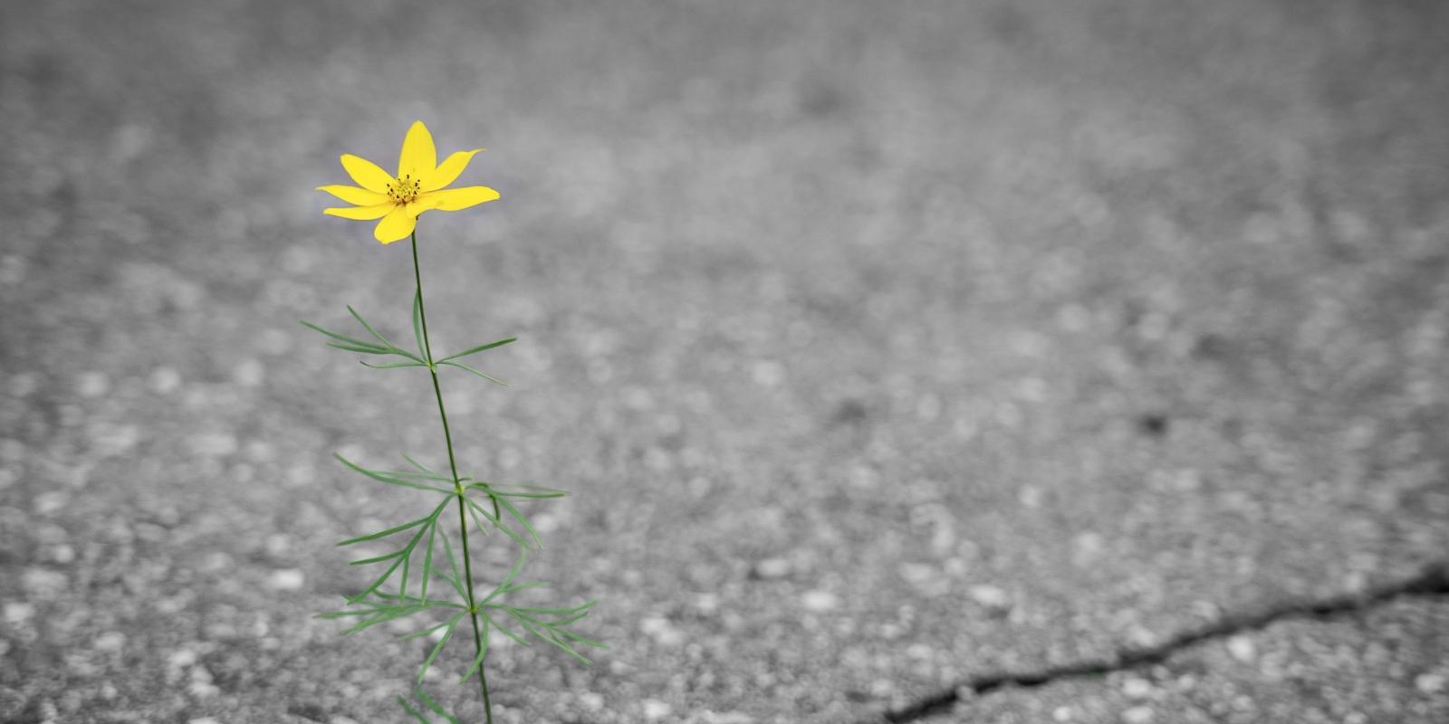 Gelbe Blume die aus Riss im Asphalt wächst