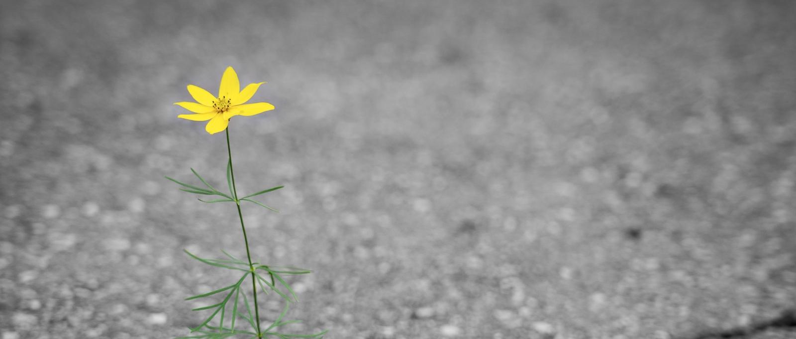 Gelbe Blume die aus Riss im Asphalt wächst
