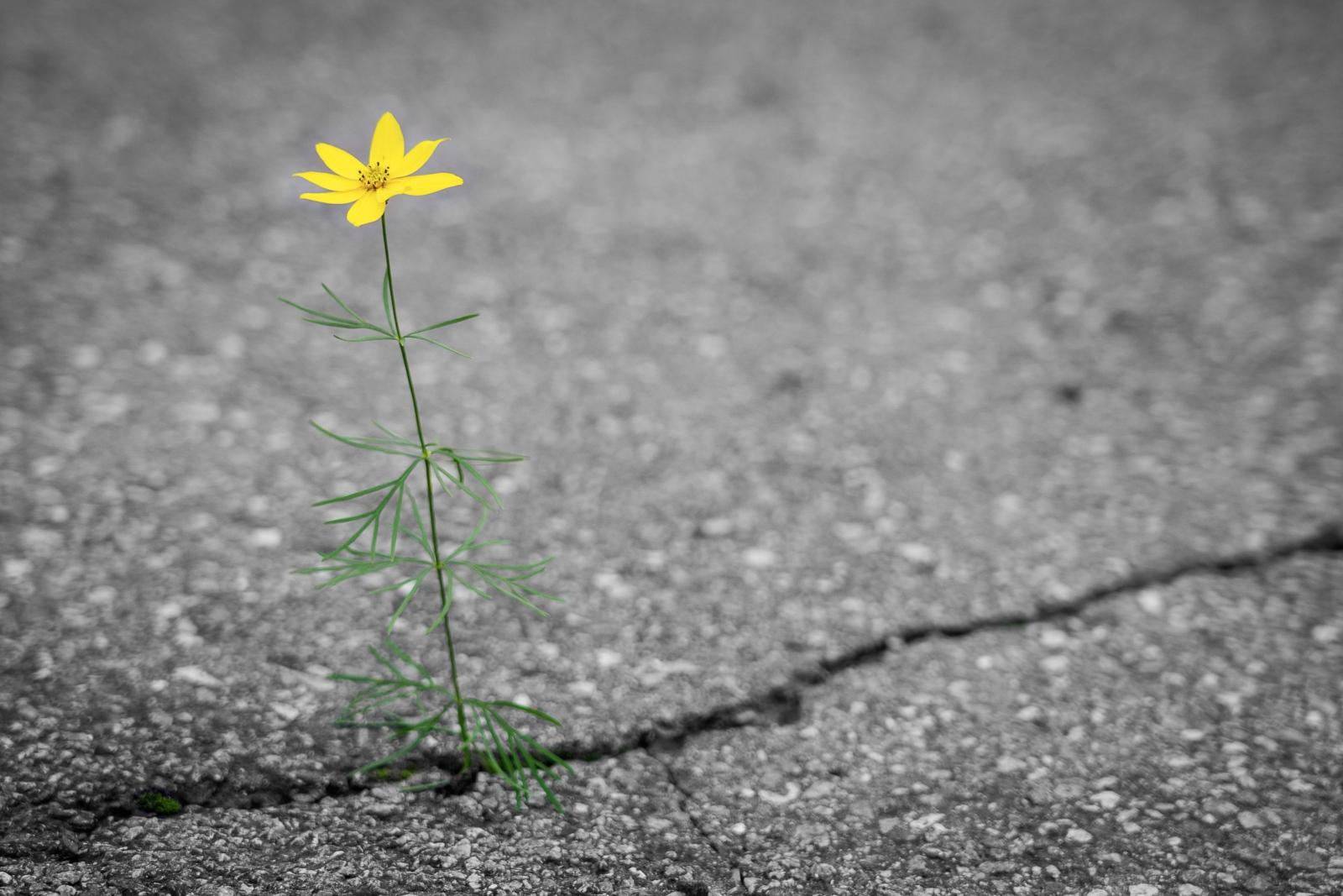 Gelbe Blume die aus Riss im Asphalt wächst