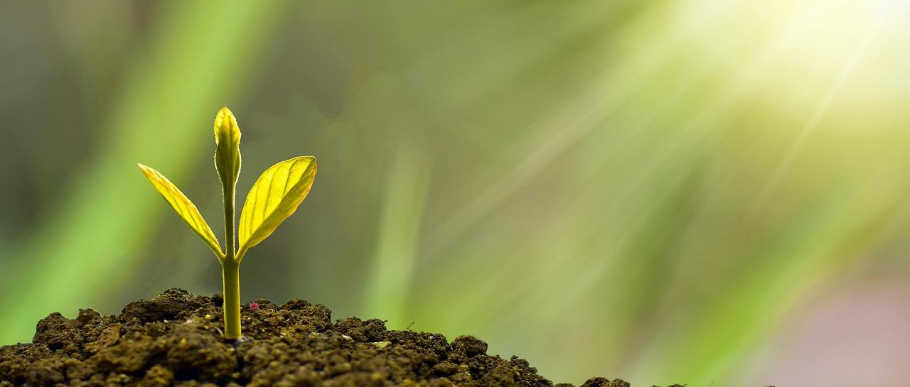 Pflanze von Sonne bestrahlt