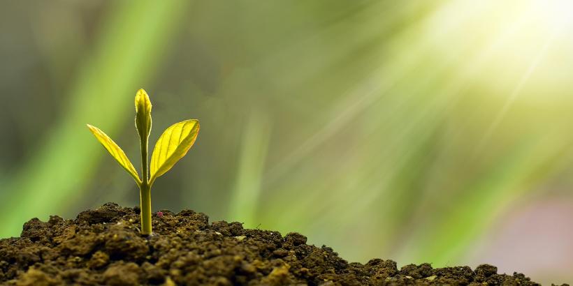 Pflanze von Sonne bestrahlt