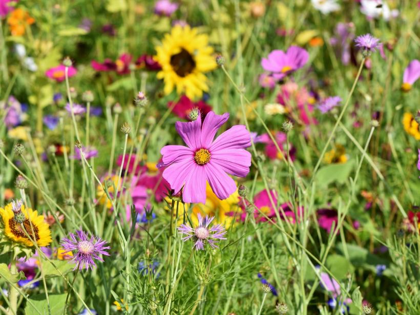 Wildblumenwiese