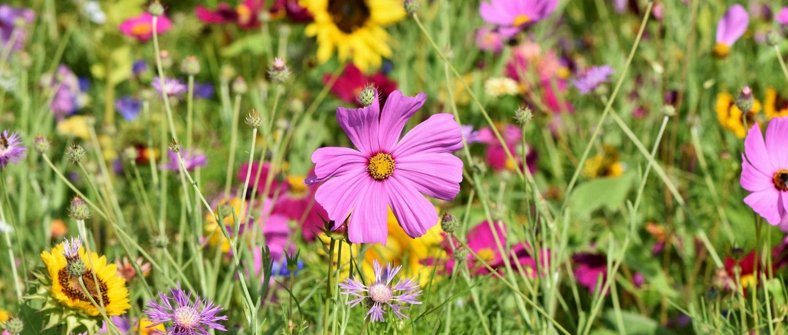 Wildblumenwiese