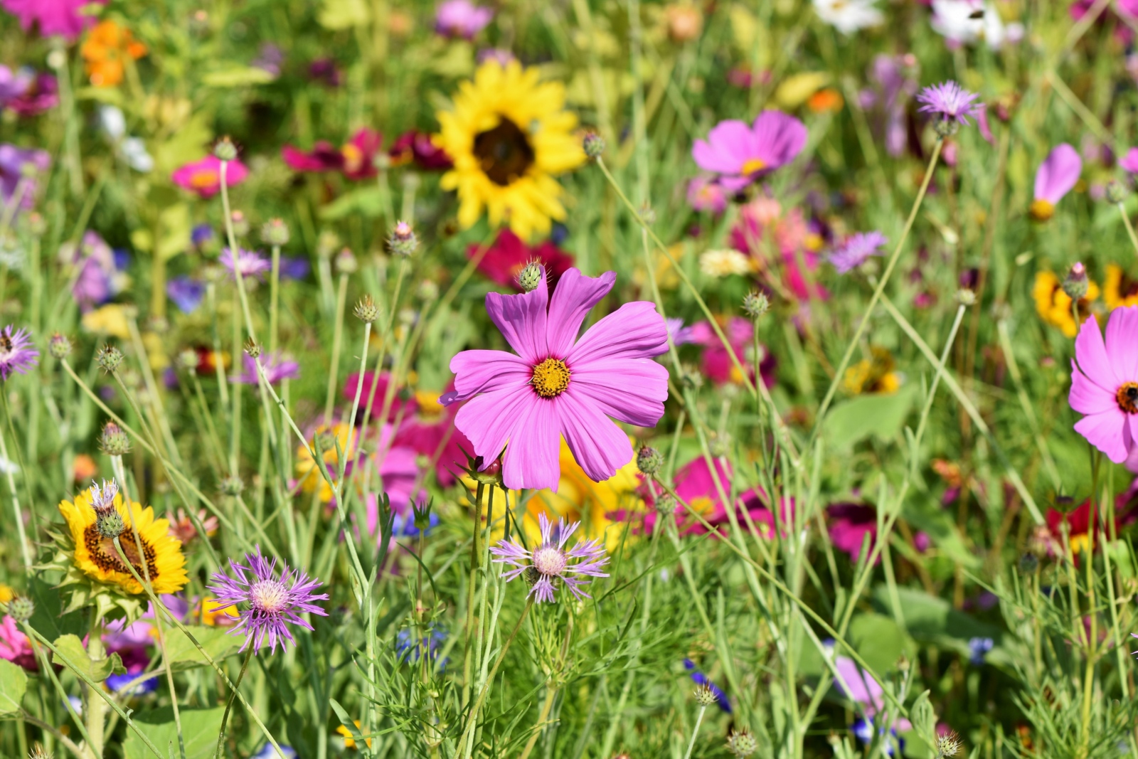 Wildblumenwiese