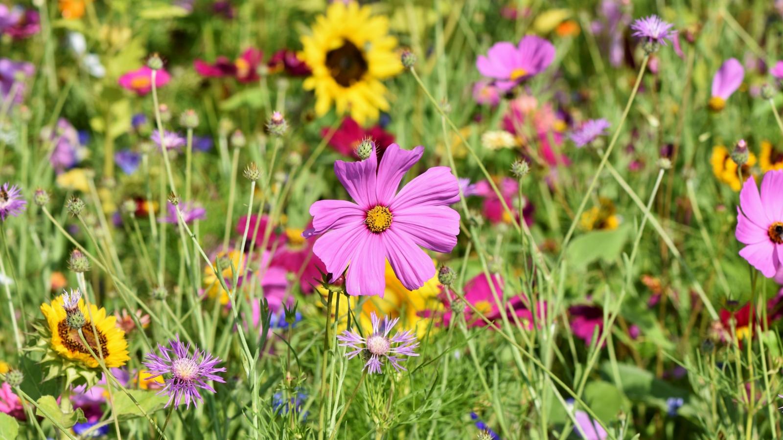 Wildblumenwiese