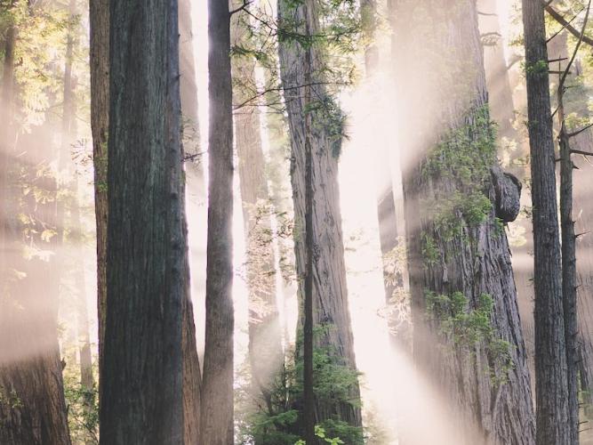 Ein lichtgurchfluteter Wald