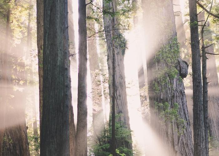Ein lichtgurchfluteter Wald