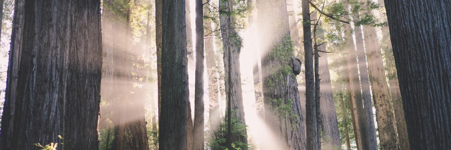 Ein lichtgurchfluteter Wald