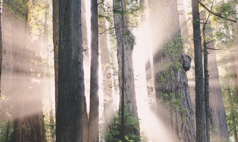 Ein lichtgurchfluteter Wald
