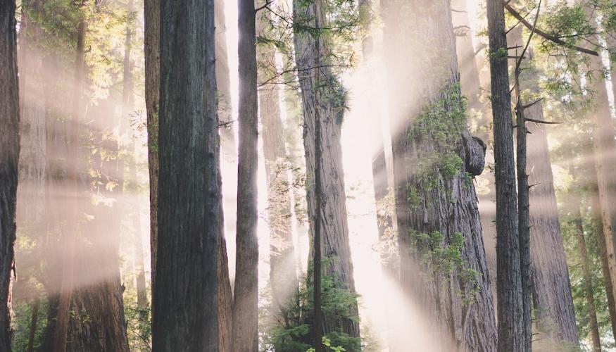 Ein lichtgurchfluteter Wald