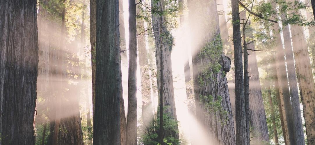 Ein lichtgurchfluteter Wald