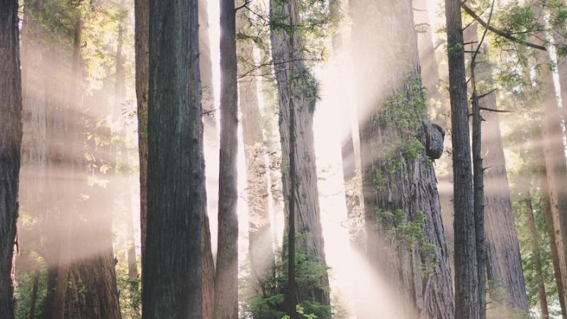 Ein lichtgurchfluteter Wald