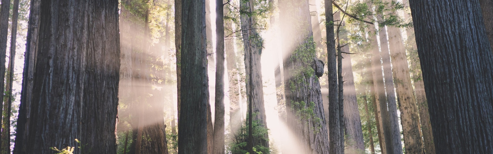Ein lichtgurchfluteter Wald